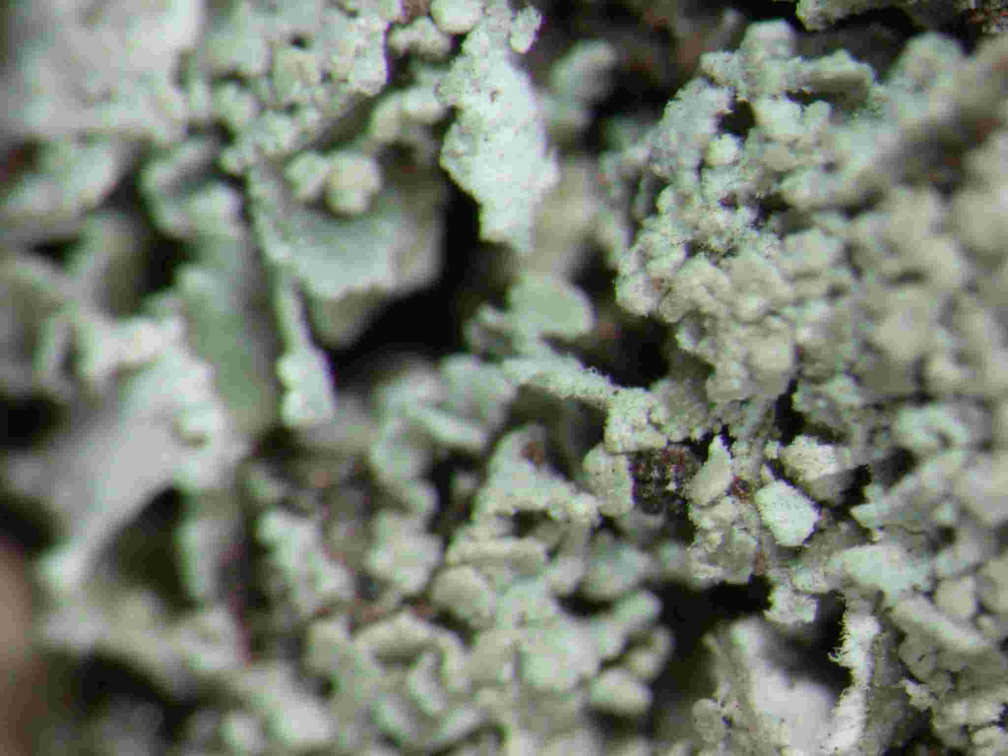 [Cladonia macilenta]